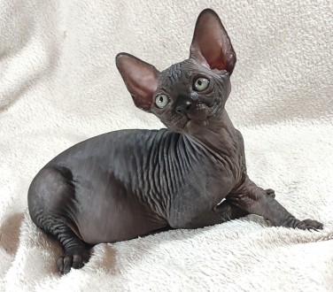 Сфінкс. Супер, пупер крутий малюк.. Харьков. фото 1