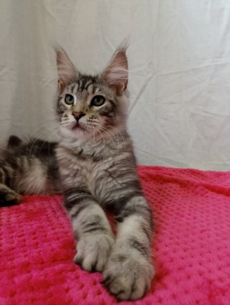 Продам котенка Мейн Кун. Днепр. фото 1 Продам котенка Мейн Кун. Днепр. фото 1