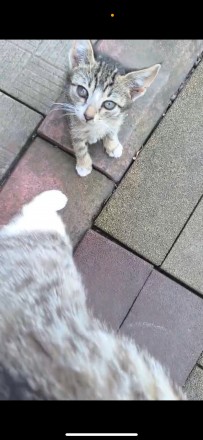 Котенок Пашка ищет семью !. Одесса. фото 1 Котенок Пашка ищет семью !. Одесса. фото 1