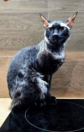 Сфінкс , хлопчик ,2 роки, кастрований, дуже лагідний. Хозяїн на фронті. Черкассы. фото 1