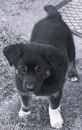 Щенки в добрые руки. Киев. фото 1