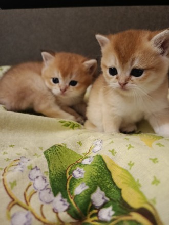 Котята. Запорожье. фото 1 Котята. Запорожье. фото 1