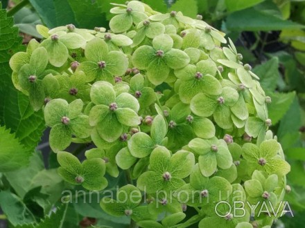 Гортензия древовидная Лайм Рики, Р9 / Hydrangea arborescens Lime Rickey продажа 