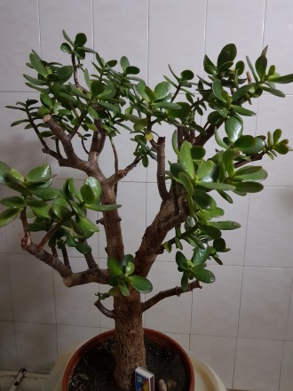 Комнатные растения больших размеров. Одеса. фото 1