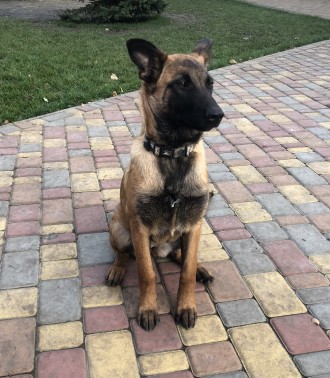 Малінуа( бельгійська вівчарка). Борисполь. фото 1