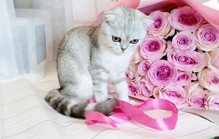 Scottish fold шотландська капловуха. Львов. фото 1
