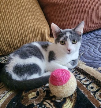 Котик кошеня в добрі руки. Киев. фото 1