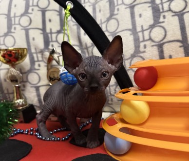 Канадський сфінкс, родовід WCF, доставка закордон, повний пакет документів. Одесса. фото 1