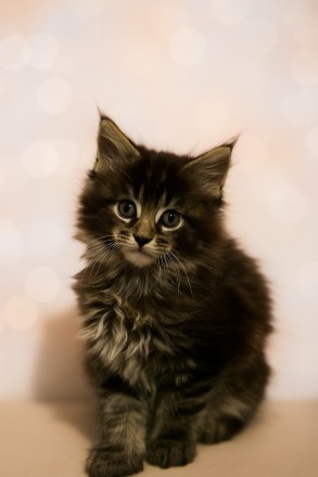 Чистокровна Мейн -кун дівчинка шукає дім. Мейн- кун –  для сім'ї. Ровно. фото 1