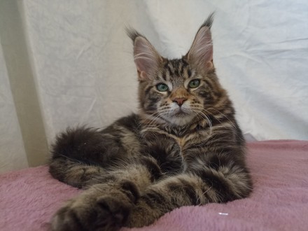 Продам котят Мейн Кун. Днепр. фото 1