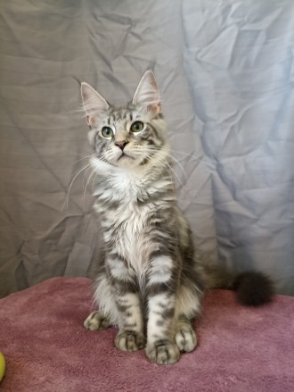 Продам котенка Мейн Кун. Днепр. фото 1