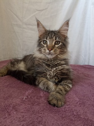 Мейн Кун котенок девочка. Днепр. фото 1