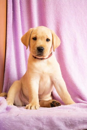 Пропонуємо цуценят лабрадора. Киев. фото 1