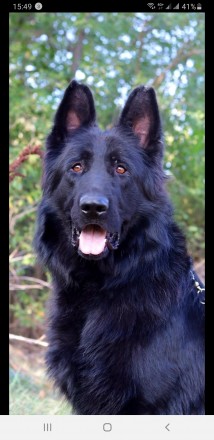 Питомник продаст  щенков. Киев. фото 1