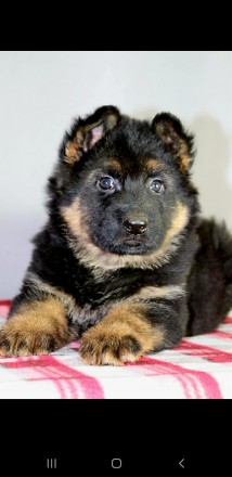 Щенки немецкой овчарки. Київ. фото 1