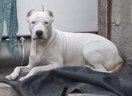 Терміново! Цуцик американського стаффорширського тер'єра. Запорожье. фото 1