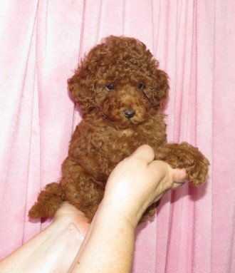 Щенки Той пудель с документами клуба ККУ. Киев. фото 1