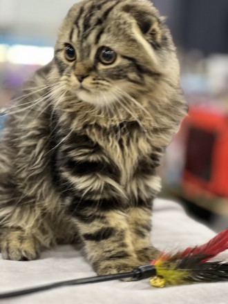 Мармурові довгошерсті шотландські фолдики. Киев. фото 1