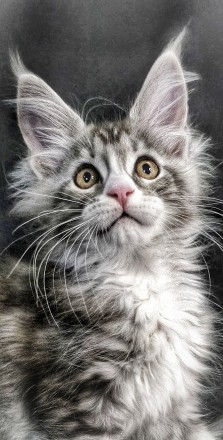 Чудова дівчинка Мейн-кун. Одесса. фото 1