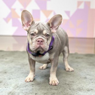 Изабелла ньюшейд тан мальчик Isabella newshade tan. Киев. фото 1