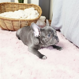 Голубая девочка. Киев. Киев. фото 1