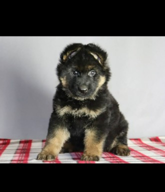 Немецкая овчарка. Питомник.. Киев. фото 1