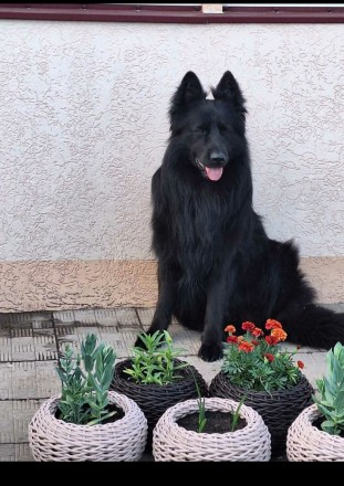 Немецкая овчарка.. Київ. фото 1