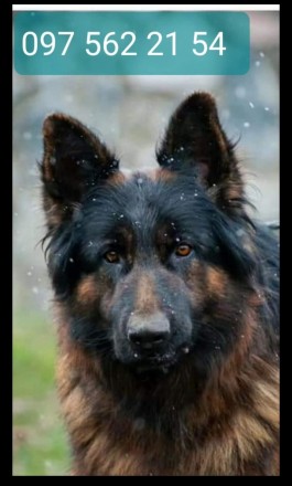 Немецкая овчарка. Київ. фото 1