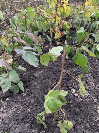 Ожина саджанці. Белая Церковь. фото 1