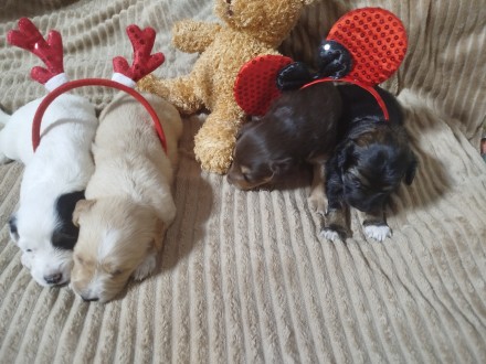 Чудесные разномастные щенки 1 мес. Черкассы. фото 1