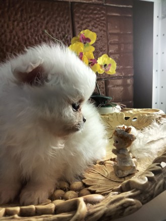 Шпиц померанский мини. Каменец-Подольский. фото 1