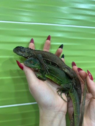Ігуана звичайна (Iguana iguana) &mdash; підрощені особини, самці та самки, з дов. . фото 4