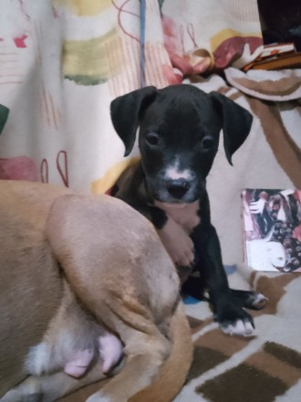 Щенки питбуля. Харьков. фото 1