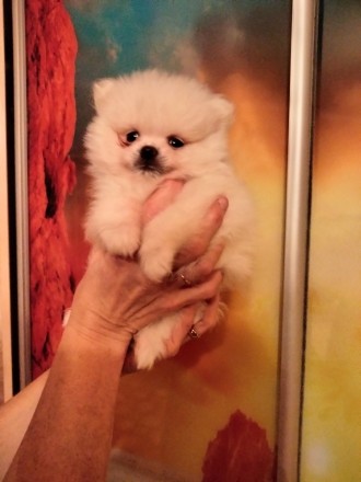 Шпиц померанский мини. Каменец-Подольский. фото 1