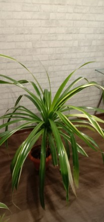 Юкка ананасова. Ивано-Франковск. фото 1