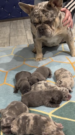 Готовы на бронь шикарные французские бульдожки.. Днепр. фото 1