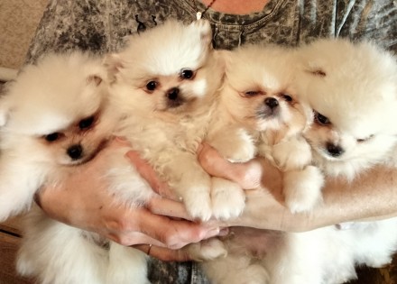 Мини померанский шпиц шоу класса. Каменец-Подольский. фото 1