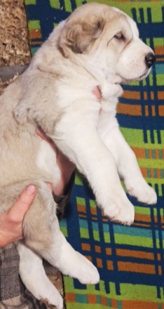 Продам щенков (алабая). Киев. фото 1