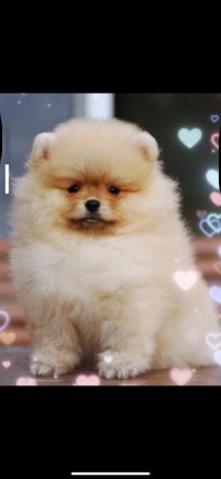 Девочка Померанский Шпиц.. Киев. фото 1