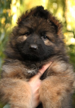 Довгошерстні цуценята німецької вівчарки, зонарного забарвлення. Київ. фото 1