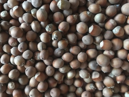 Горіхи лісові, врожай цього року. Свіжі та якісні горіхи.. Одеса. фото 1