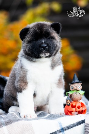 Aмериканська акіта / американская акита/ American Akita. Львів. фото 1