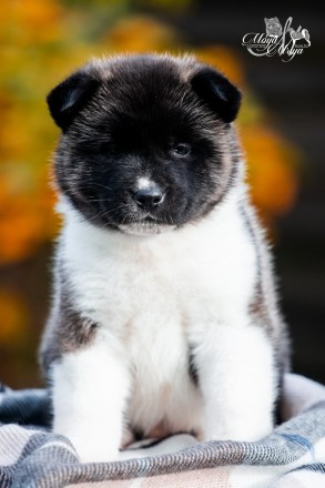 Американська Акіта/ Американская Акита/ American Akita. Львів. фото 1