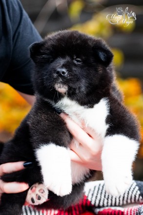 Американська Акіта/ Американская Акита/ American Akita. Львів. фото 1