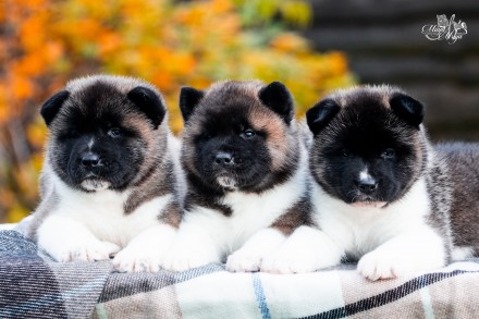 Американська Акіта/ Американская Акита/ American Akita. Львів. фото 1