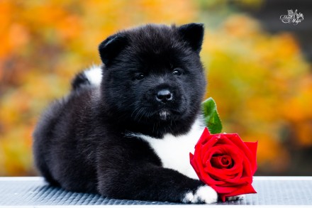 Американська Акіта/ Американская Акита/ American Akita. Львів. фото 1