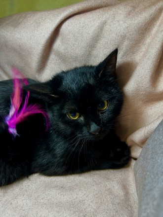 Дівчинка в добрі руки. Киев. фото 1