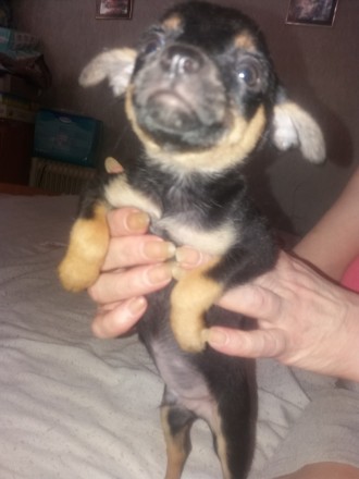 Тойчики-колокольчики. Киев. фото 1