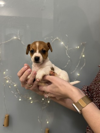 Джек Рассел-терьер. Щенок. Київ. фото 1