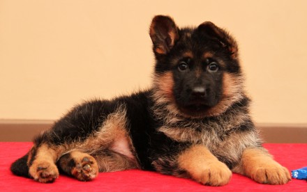 дуже гарна, преспективна, стандартна сука, німецька вівчарка цуценята. Київ. фото 1